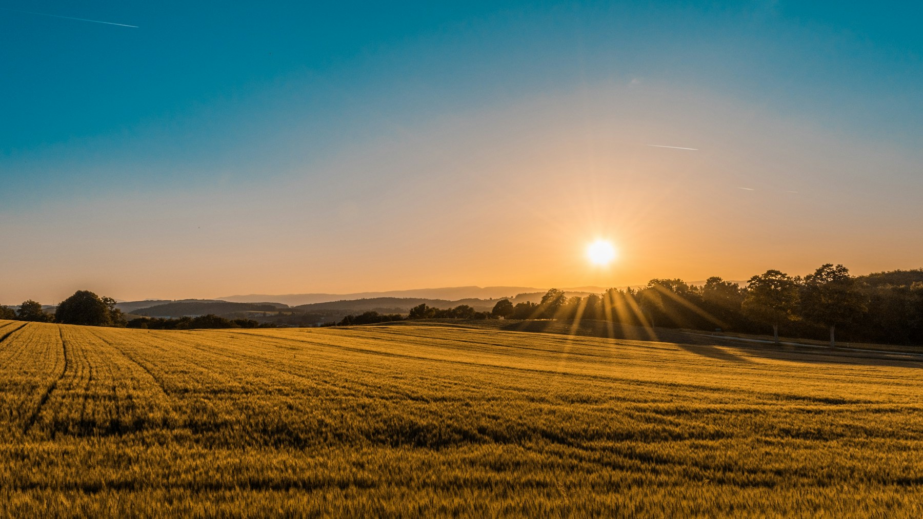 Field Crop Seeds agriculture product category