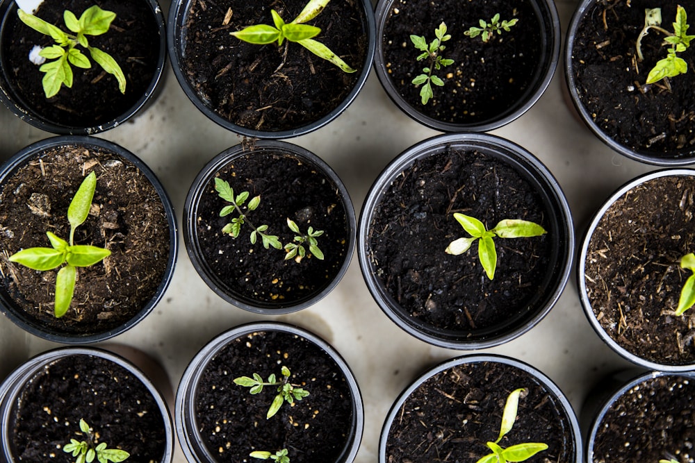 Crop Nutrition — NPK fertilizers in field application