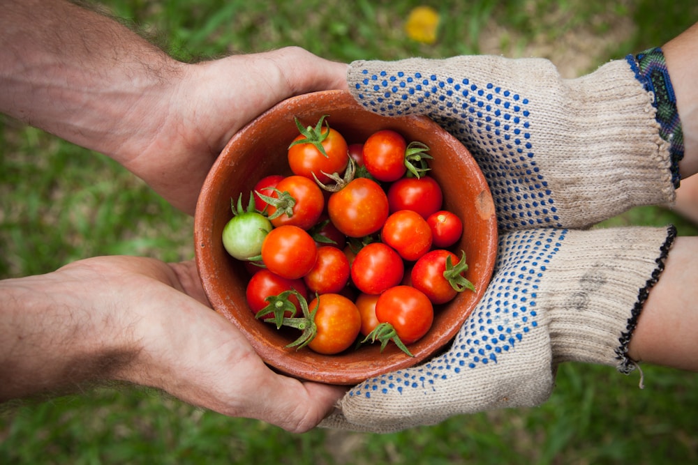Crop protection — disease and pest management