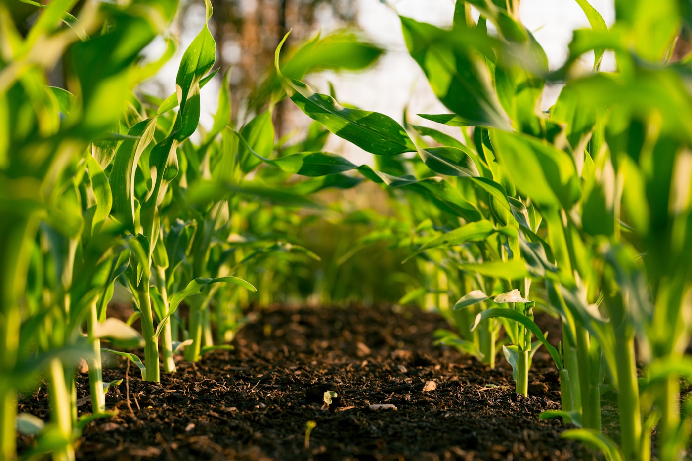 Punjab Agro Fertilizers Team — Indian agronomist discussing crop health in a modern farming environment