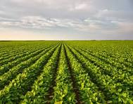 Green crop field showing modern agriculture and sustainable farming
